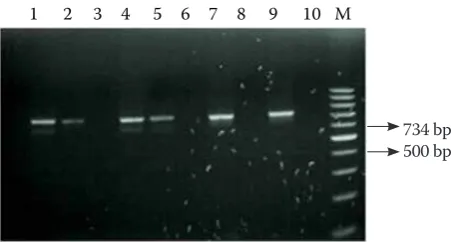 Figure 1. Mycoplasma bovis identification by PCR. Lane M = GeneRuler TM 100 bp DNA Ladder (MBI, Fermen-tas) marker; lanes 1, 2, 4, 5, 7 = Mycoplasma bovis iso-lates; lane 9 = positive control; lane 10 = negative control