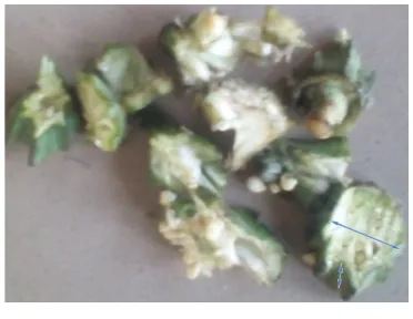 Figure 6 The sliced okra chips   