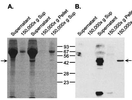 FIG. 1. Detection of an abundant secreted protein in supernatants of �fuged at 150,000residual free virus present in the supernatant samples