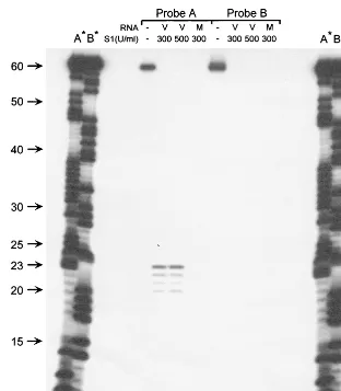 FIG. 5. S1 nuclease mapping of the 5M NaCl, 50 mM sodium acetate, 4.5 mM ZnSOorAACACTTTCTGTGGTGCC-3) was added at a ﬁnal concentration of 300 or 500 U/ml and the reaction mixture was incubated at 37°C for 30 min.The protected products were recovered as pre