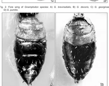 Fig. 2. Fore wing of Gnamptodon species: A) G. breviradialis, B) G. decoris, C) G. georginae, 