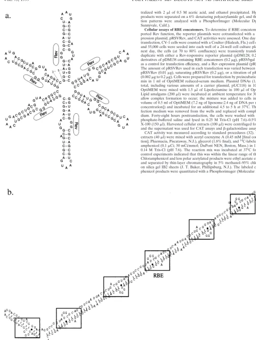 FIG. 2. Alternative structures of RBE concatemers. (a) Design of an RBE hexamer by Kjems and Sharp (29)
