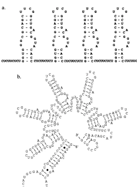 FIG. 3. Design and construction RBE concatemers. (a) Design of RBE con-catemers. Individual RBEs were capped with a stable UUCG tetraloop sequence