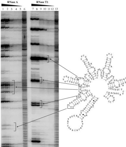 FIG. 4. Mapping the structure of T5. The secondary structure of T5 was mapped with RNase Tstructure of the RBE concatemer and the digests