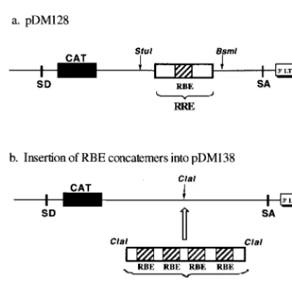 FIG. 5. Reporter plasmids. (a) Plasmid pDM128 (17, 18), which serves as apositive control and contains the wild-type RRE within an HIV-1 intron adjacent