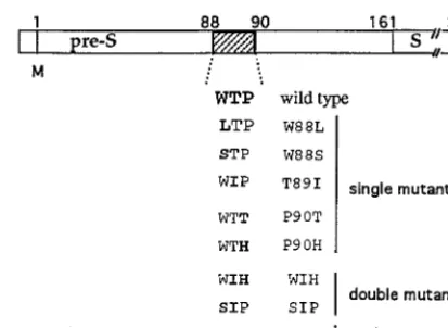 FIG. 1. Schematic representation of amino acid substitutions in the pre-Sdomain of the DHBV L envelope protein