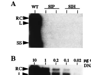 TABLE 1. Replication capacity, infectivity, and in vivoneutralization of DHBV pre-S mutants
