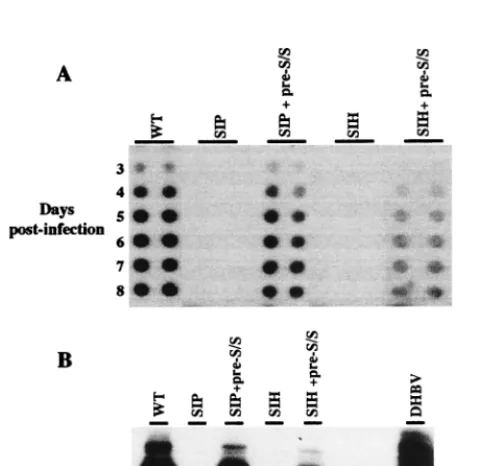 FIG. 8. Binding of SIP and SIH mutant virus to PDH is reduced. PDHmonolayers were incubated with wild type (WT), SIP, or SIH viral particles