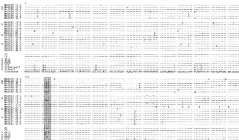 FIG. 1. Alignment of the predicted Nef amino acid sequences analyzed. In the upper part of the ﬁgure Nef sequences detected in Mm1820 and Mm1823 are shown.The animal number is indicated in the left column