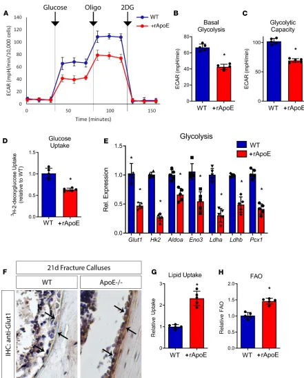 Figure 3. rApoE treatment decreases osteoblast glycolytic activity. WT osteoblasts differentiated in the absence and in the presence of rApoE were assessed ic capacity