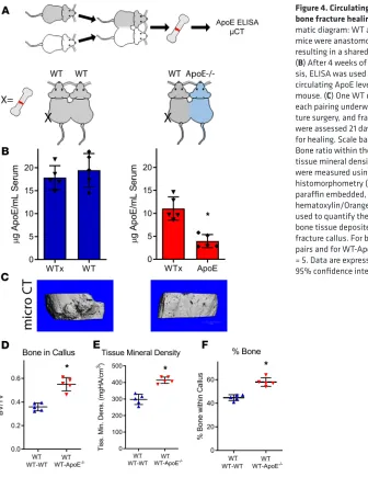 Figure 4. Circulating ApoE inhibits bone fracture healing. (A) Sche-