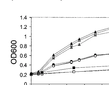 FIG. 1. Activation of the HIS3hybrid system. Tenfold serial dilutions of log-phase cultures of Y190 strainsexpressing SNF1, EBNA1 or lamin as GAL4 DNA binding domain fusions andSNF4, EBP2, or nothing (pACT2) fused to the GAL4 activation domain wereplated o