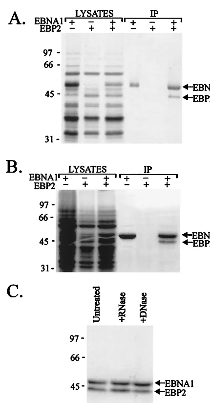 FIG. 6. Coimmunoprecipitation of EBNA1 and EBP2. Insect cells were in-fected with baculoviruses expressing EBNA1 or EBP2 alone or were coinfected