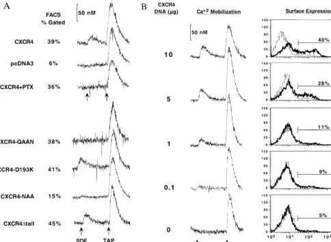 FIG. 2. SDF-1 activation requires residues in the second extracellular and second intracellular loops of CXCR4, is pertussis toxin sensitive, and does not requirethe distal C terminus of CXCR4