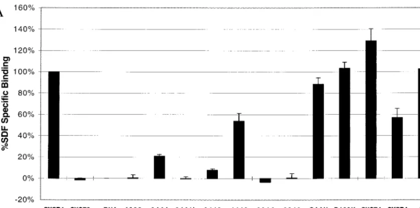 FIG. 3. (A) SDF-1 binding requires the proximal amino terminus of CXCR4.293T cells transiently transfected with the indicated constructs were tested for