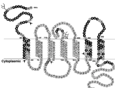 FIG. 7. Coreceptor utilization overlaps, but is distinct from, SDF-1 bindingand activation sites