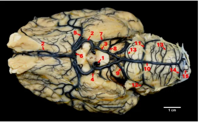 Figure 1. Arteries of the cerebral base in the internal carotid artery = 1, rostral cerebral artery = 2, caudal commu-nicating artery = 3, rostral choroid artery = 4, medial cerebral artery = 5, rostral communicating cerebral artery = 6, caudal cerebral artery = 7, caudal choroid artery = 8, rostral cerebellar artery = 9, basilar artery = 10, caudal cerebel-lar artery = 11, labyrinthine artery = 12, pontine and medulla oblongata branches = 13, vertebral artery = 14, ventral spinal artery = 15