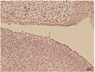 Figure 1. Sagittal section of the oral cavity and associated structures. Nasal cavity (NC), dental lamina (DL), lingual apex (LA), lingual body (LC), lingual radix (LR), upper lip (UL), lower lip (LL)