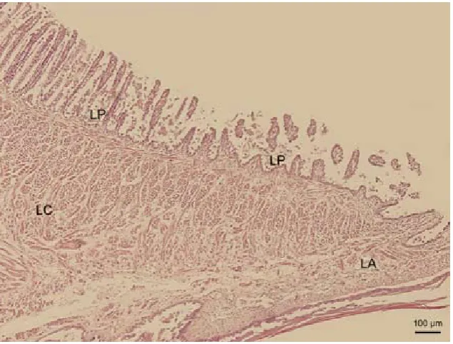Figure 3. Sagittal section of the tongue (T) in the area of the lingual body. Lingual papillae on the dorsal lingual sur-face (LP)
