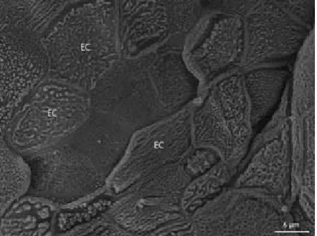 Figure 8. Dorsal lingual surface in the area of the lingual radix. Dome-shaped epithelial cells (EC)