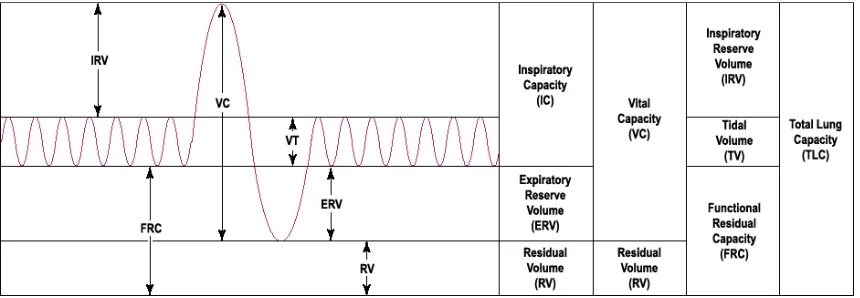 FIG. 1: NORMAL LUNG VOLUMES. 