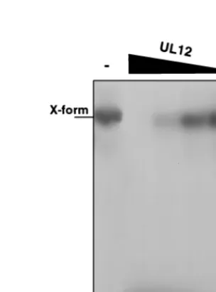 FIG. 1. Alkaline nuclease activity on preformed branched substrates. Branched structures were constructed from oligonucleotides as described under Materials andMethods