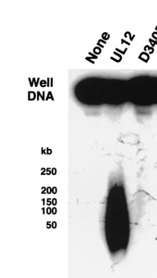 FIG. 3. Alkaline nuclease activity on well DNA. Well DNA was prepared from KOS-infected cells as described under Materials and Methods