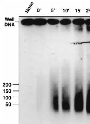 FIG. 5. Time course of alkaline nuclease activity on well DNA. Agaroseplugs containing well DNA were incubated overnight at 4°C in AN buffer