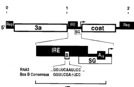 FIG. 1. Schematic diagram of BMV RNA3 showing cisvolved in RNA replication and subgenomic RNA4 synthesis