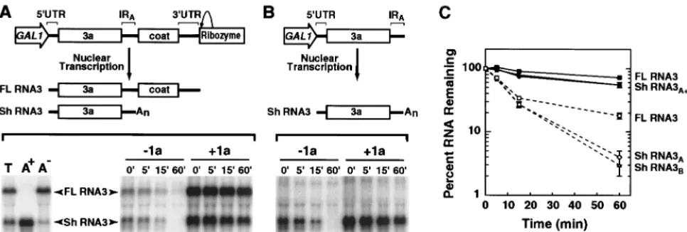 FIG. 2. 1a-induced stabilization of RNA3 and a 3 promoter and ribozyme sequences are indicated