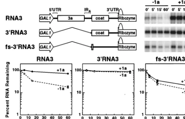 FIG. 3. RNA3 sequences 3�representative Northern blots are shown at the right. The results for full-length RNA3 are shown for comparison