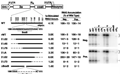 FIG. 7. Effect of IRexpression cassettes used to generate the RNAs is shown, withA deletions on RNA3 replication in yeast