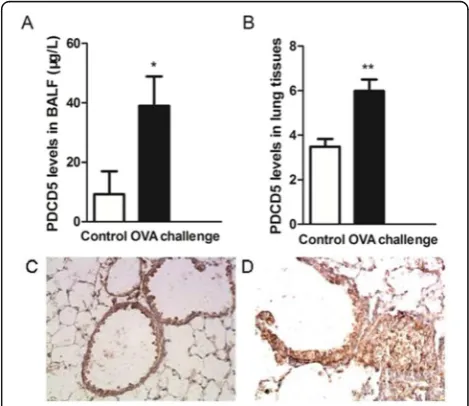 Table 3 Programmed cell death 5 (PDCD5) level in BALF andlung tissue with and without OVA challenge