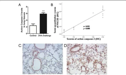 Fig. 5 Active caspase-3 protein expression.( a IHC of active caspase-3 protein content in lung tissue, (b) Correlation between PDCD5 and activecaspase-3 level