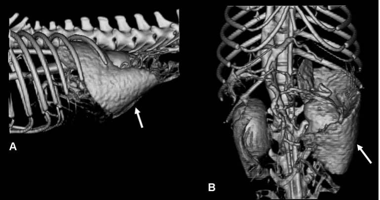 Figure 2. Threshold and opacity-adjusted 3D volume-rendering image mimicking the thoracic plain radiograph of the same dog in Figure 1