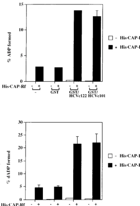 FIG. 8. HCV core protein enhances the NTPase-dNTPase activities of His �(50 mM MOPS-KCl [pH 6.5], 2 mM EDTA, 10 mM NaCl) alone or with 0.25of GST, GST/HCVc122, or GST/HCVc101, respectively, for 30 min at 37°C andsubsequently assayed for nucleotide hydrolyz