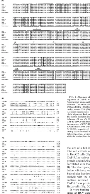 FIG. 1. Alignment of amino acid sequence or 5�sequences of CAP-Rf with those of the DEAD family of RNA helicases