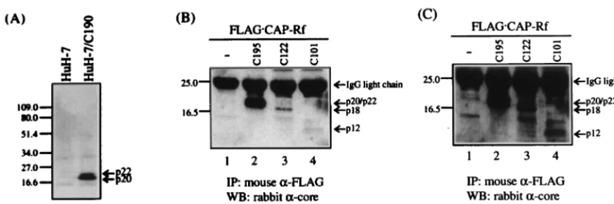 FIG. 6. In vivo coimmunoprecipitation of FLAG �core-producing HuH-7 cells (HuH-7/C190)