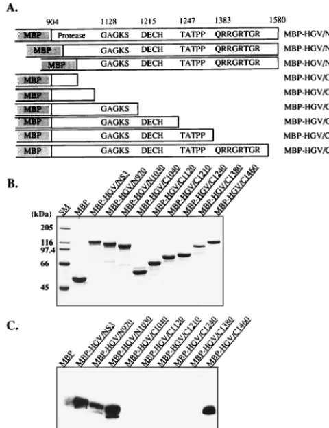 FIG. 4. RNA binding activity of MBP-HGV/NS3 protein. (A) Schematicrepresentation of the full and deleted MBP-HGV/NS3 proteins