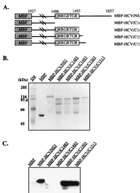 FIG. 6. Mapping of an RNA binding domain of the MBP-HCV/NS3 protein.(A) Schematic representation of the full and C-terminal amino-acid-deleted