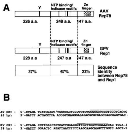 FIG. 1. (A) Diagram of Rep1 and Rep78 showing the extent of sequenceidentity and similar functional motifs