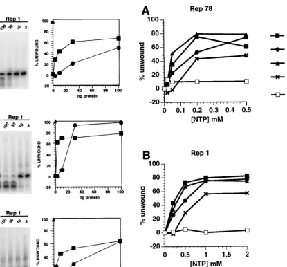 FIG. 4. Rep helicase activity requires metabolic energy. The standard heli-case assay as described for Fig
