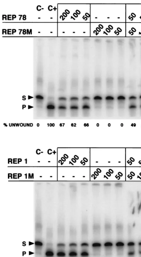 FIG. 5. Rep1 mutated in the nucleotide binding motif has a dominant-neg-ative phenotype with respect to helicase activity
