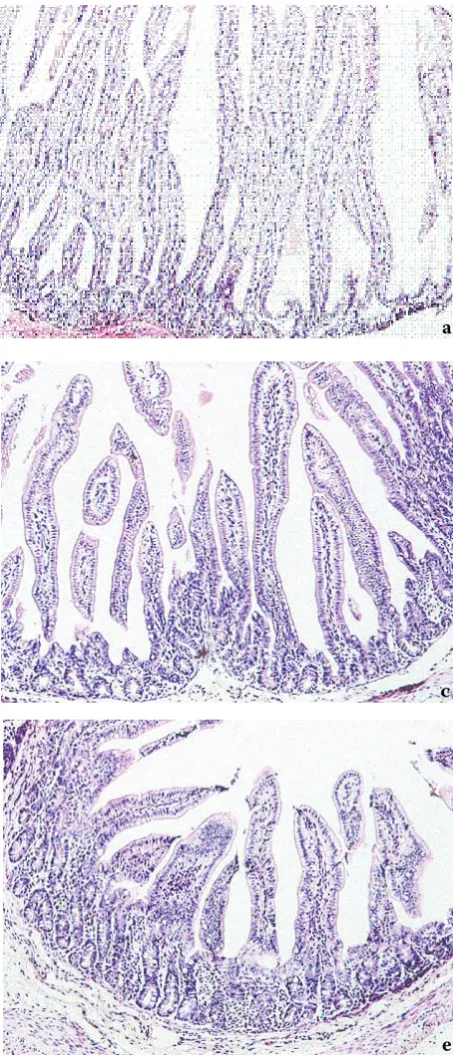 Figure 7. Light micrograph of HE stained of the jejunal mucosa of gnotobiotic piglet. a = 3 h after birth, b = 2 day of life, c = 7 day of life, d = 28 day of life, e = 35 day of life; magnification 125×