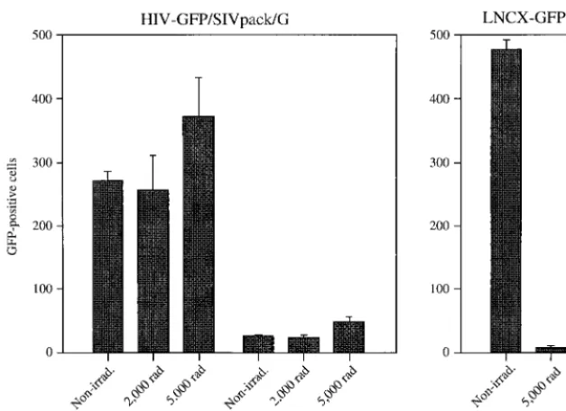 TABLE 3. Infection of various cell types with HIV-GFP/SIVpack/Gand LNCX-GFP/�(�)env(�)ampho/Ga