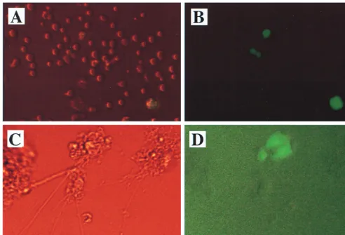 FIG. 3. Infection of CD4�visualized by ﬂuorescence microscopy at day 3 postinfection. (A and B) CEMX174 cells