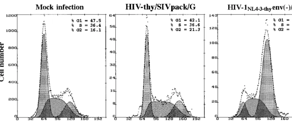 FIG. 4. HIV-thy/SIVpack/G does not induce cell cycle arrest. HeLa cells were mock infected or infected with HIV-thy/SIVpack/G or HIV-1NL4-3-thyenv(�)/G (50)as indicated