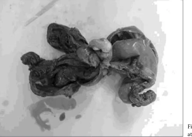 Figure 5. Macroscopic appearance of the uterus after ovariohysterectomy