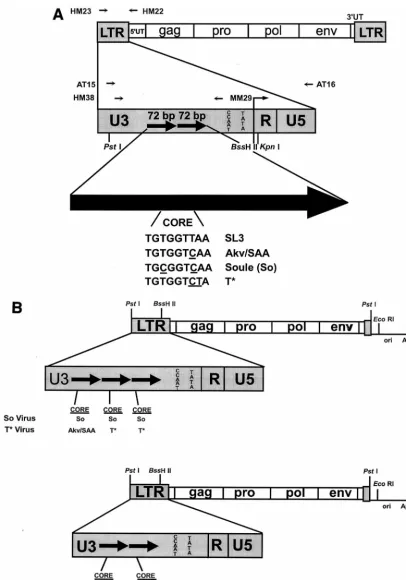 FIG. 1. Structures of the viruses and viral plasmids used in these studies. (A) Structures of the viral LTRs and sequences of the viral core elements