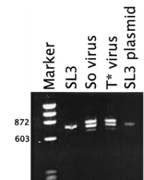 FIG. 2. LTR sequences ampliﬁed by PCR from proviral DNA isolated frominfected NIH 3T3 cells